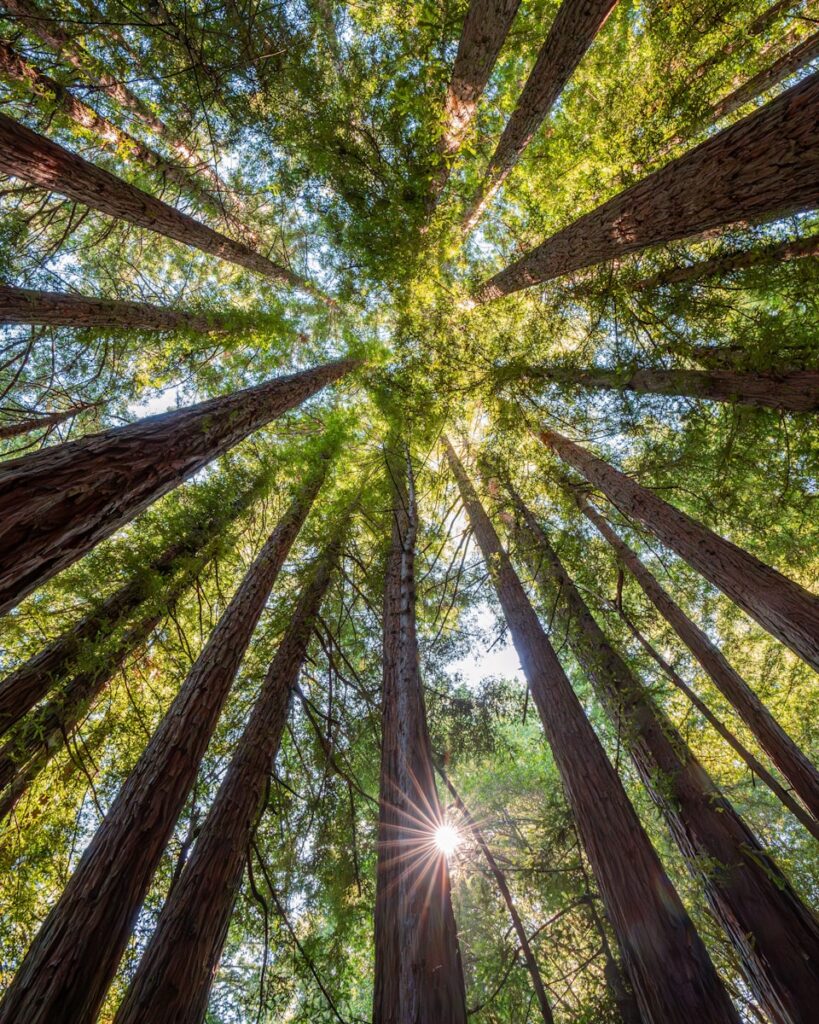 The sun shines through the tall trees in a forest